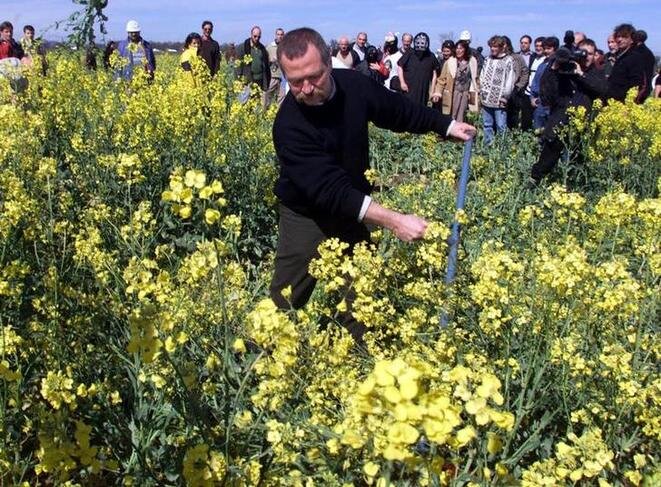 José Bové segando colza modificada genéticamente en Belpech (Aude) el 13 de abril de 2000. © Reuters