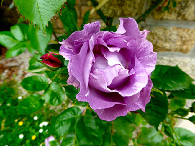 fleur