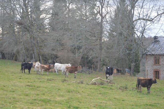 des-vaches-tranquilles