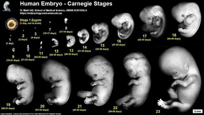 Développement embryonnaire humain. La recherche sur l'embryon humain ne dépasse pas les 14 jours après la fécondation (stade 7 sur le schéma). Les cellules souches sont obtenues à partir d'embryons d'une semaine (stade 3 sur le schéma). @MarkHill