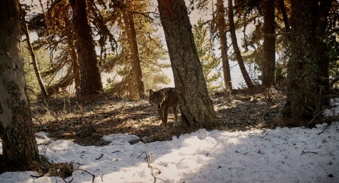 © Marche avec les loups (c) Gebeka Films © Marche avec les loups (c) Gebeka Films