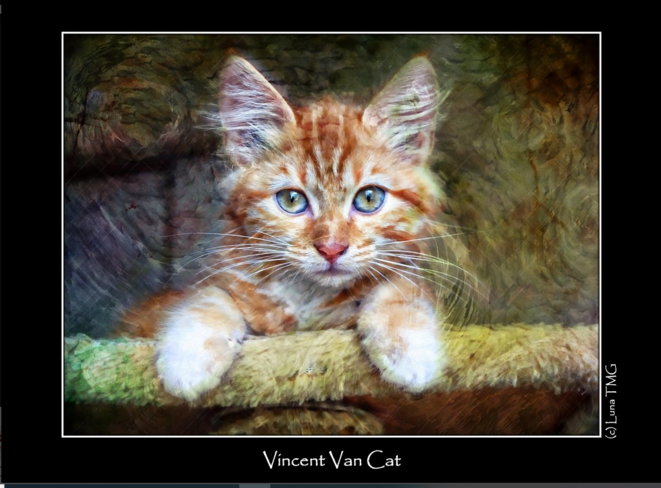 Vincent Van Cat © Luna TMG Vincent Van Cat © Luna TMG