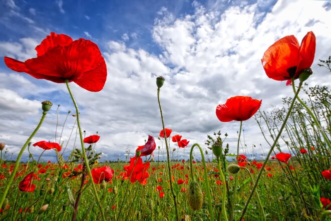 poppy-2989645-1920