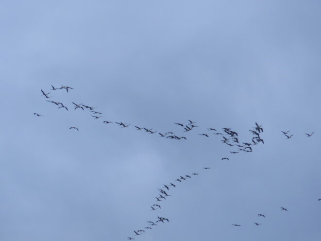 Grues du 19 février 2020 © Jonasz Grues du 19 février 2020 © Jonasz