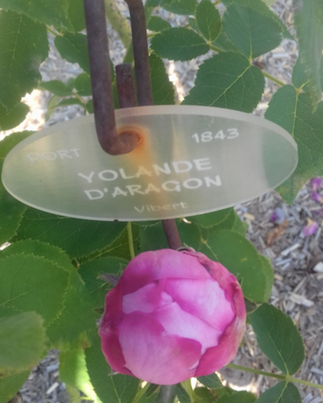 yolande-daragon-blog