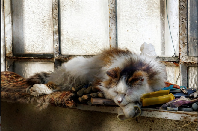Old Leo Sleeping © Luna TMG Old Leo Sleeping © Luna TMG