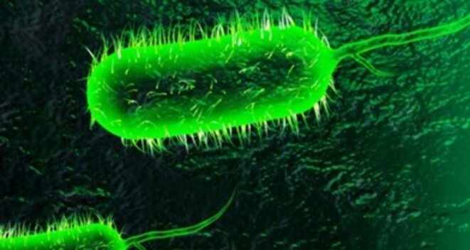 cholera-1