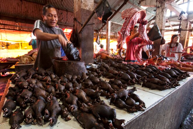 Vente de chauves-souris sur un marché en Indonésie (2014). © Michel Gunther / Biosphoto Vente de chauves-souris sur un marché en Indonésie (2014). © Michel Gunther / Biosphoto