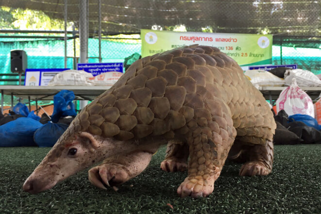 Un pangolin confisqué par les douanes thaïlandaises, en 2017. © Reuters Un pangolin confisqué par les douanes thaïlandaises, en 2017. © Reuters
