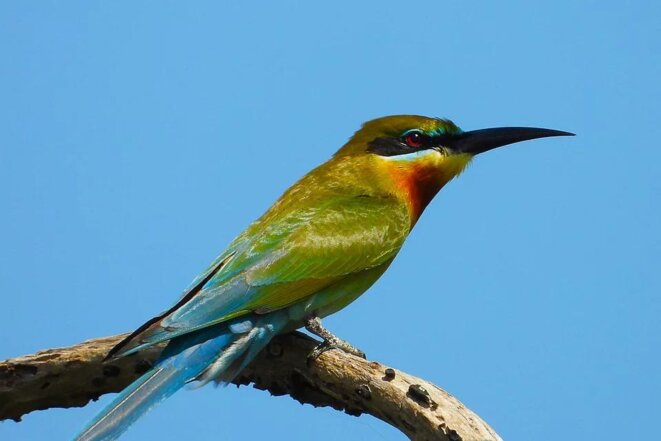 Un oiseau, mais lequel ? Un oiseau, mais lequel ?