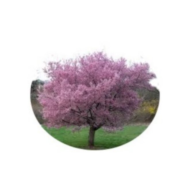 printemps-cerisier