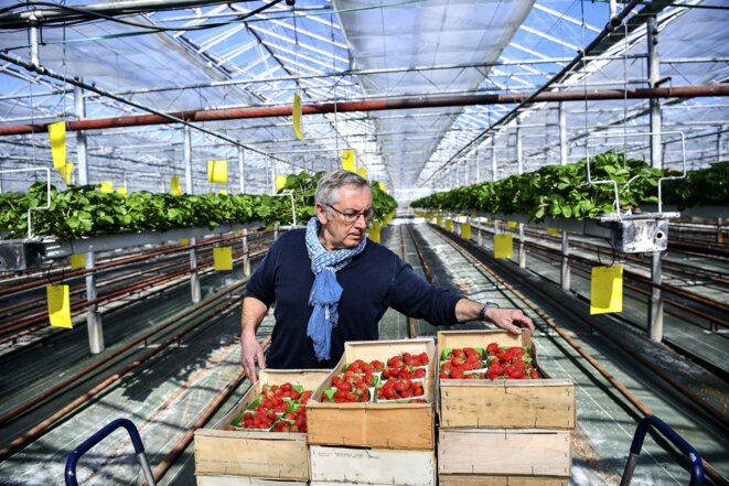 Dans une exploitation de fraises sous serre, près d'Orléans. © Christophe ARCHAMBAULT / AFP Dans une exploitation de fraises sous serre, près d'Orléans. © Christophe ARCHAMBAULT / AFP