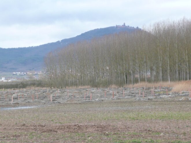 Bergeheim, 7ha de plantation pour compenser le GCO, garantie... 20 ans !! © GCO NON MERCI Bergeheim, 7ha de plantation pour compenser le GCO, garantie... 20 ans !! © GCO NON MERCI