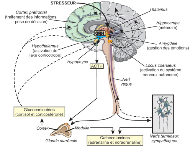 Neurobiologie Du Confinement | Le Club De Mediapart