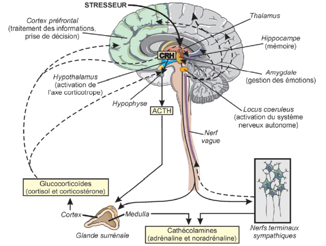 Стресс научные статьи. Физиология стресса. Neurobiologie Anxiety.
