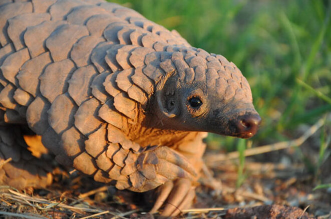 Pangolin. Pangolin.
