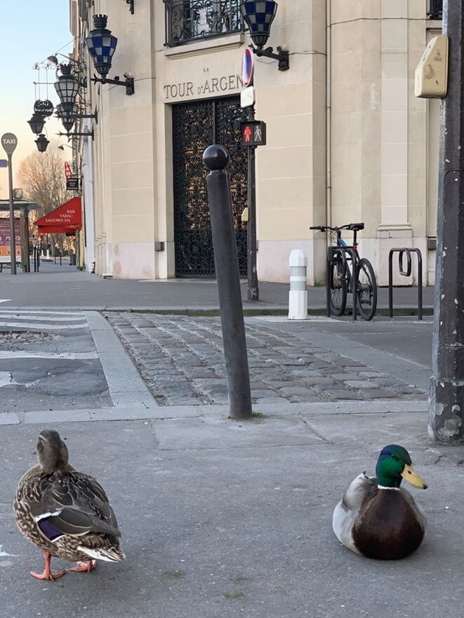 canard-tourdargent