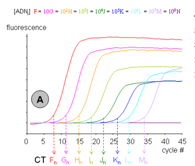 Augmentation de la fluorescence au cours d'une PCR quantitative - notion de seuil de nombre de cycles © @ Ygonaar (Wikipedia)