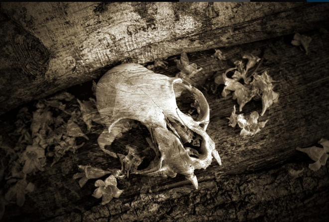 Ad vitam Aeternam © Luna TMG Ad vitam Aeternam © Luna TMG