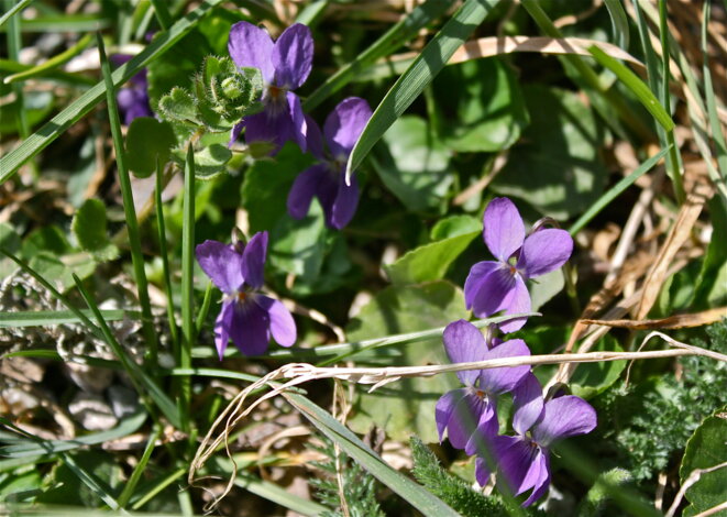 "L'amour est un bouquet de violettes ..." © Patrice Morel (avril 2020) "L'amour est un bouquet de violettes ..." © Patrice Morel (avril 2020)