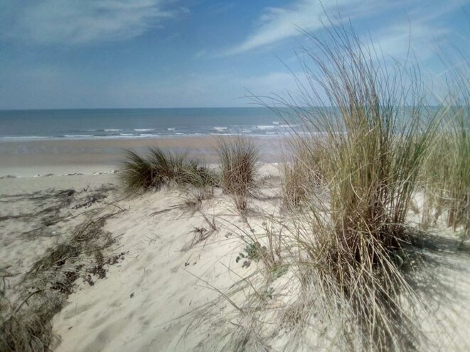 L'oyat, le "mangeur" de sable L'oyat, le "mangeur" de sable