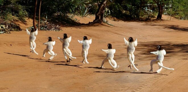 Petite Dystopie Animale, par Pierre Méjean.