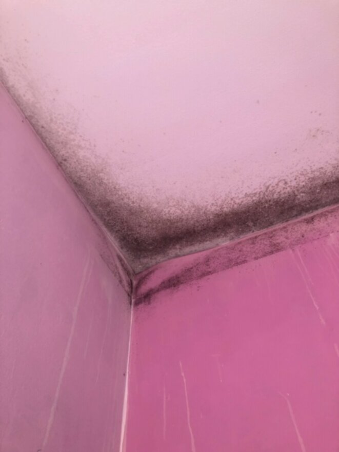 Des champignons sont présents dans l’appartement Des champignons sont présents dans l’appartement
