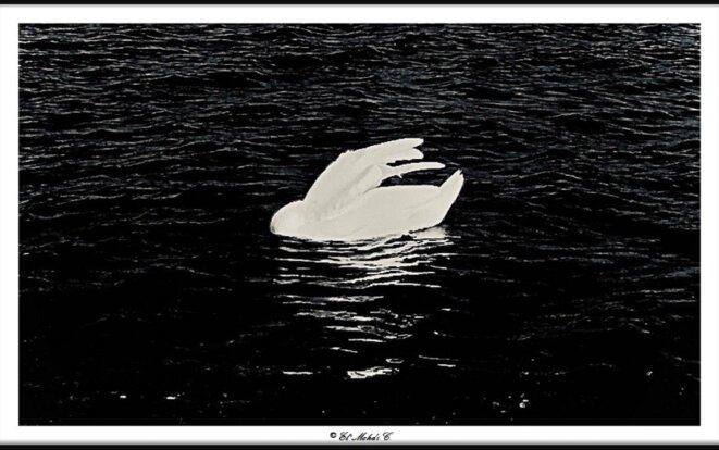 S-CYGNE-S (série) El’Mehdi Chaïbeddera - E’M.C. © EXEQUATUR E’M.C. S-CYGNE-S (série) El’Mehdi Chaïbeddera - E’M.C. © EXEQUATUR E’M.C.