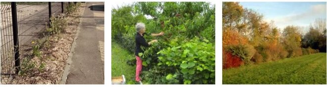 De gauche à droite : notre toute jeune haie en milieu urbain, une haie fruitière (un pêcher domine quelques arbustes à fruits rouges), une haie champêtre épanouie De gauche à droite : notre toute jeune haie en milieu urbain, une haie fruitière (un pêcher domine quelques arbustes à fruits rouges), une haie champêtre épanouie