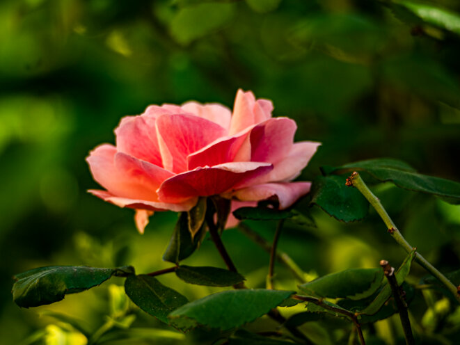 Une rose de mon jardin, en avril. © Lucile Longre Une rose de mon jardin, en avril. © Lucile Longre