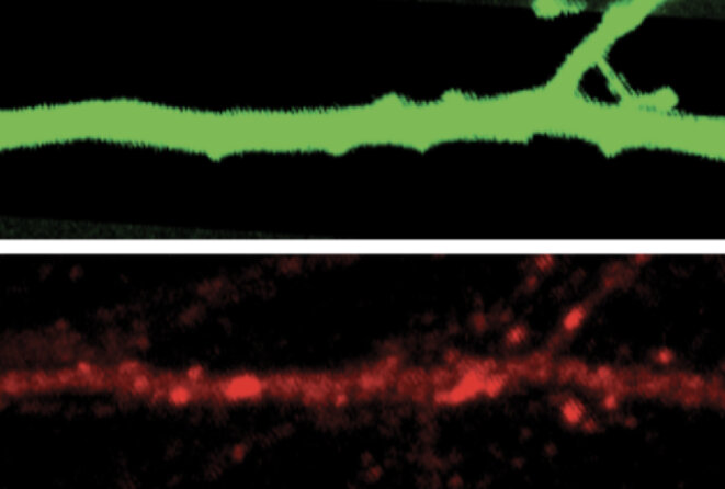 Réactions altérées : chez les souris sans gène SHANK3, les neurones réagissent mal aux changements dans l’information sensorielle. Réactions altérées : chez les souris sans gène SHANK3, les neurones réagissent mal aux changements dans l’information sensorielle.