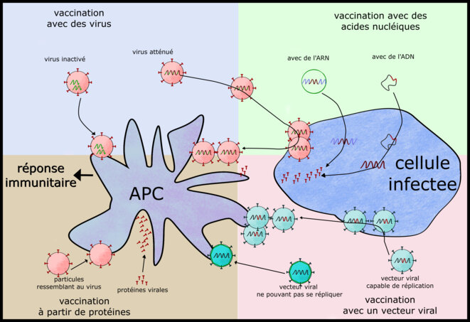 Stratégies de vaccination © Alan Emrey Stratégies de vaccination © Alan Emrey