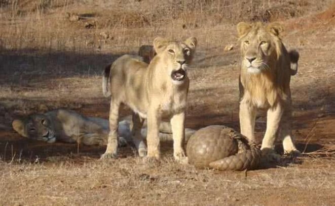 © https://cdn.futura-sciences.com/buildsv6/images/mediumoriginal/6/4/a/64a690142a_50329_manis-crassicaudata-gir-forest-gujarat-india.jpg © https://cdn.futura-sciences.com/buildsv6/images/mediumoriginal/6/4/a/64a690142a_50329_manis-crassicaudata-gir-forest-gujarat-india.jpg