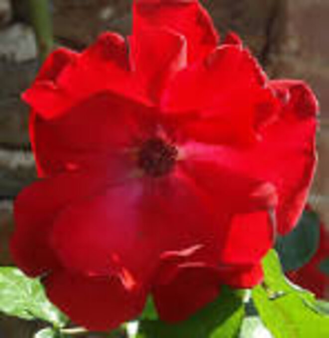 eglantine-rouge