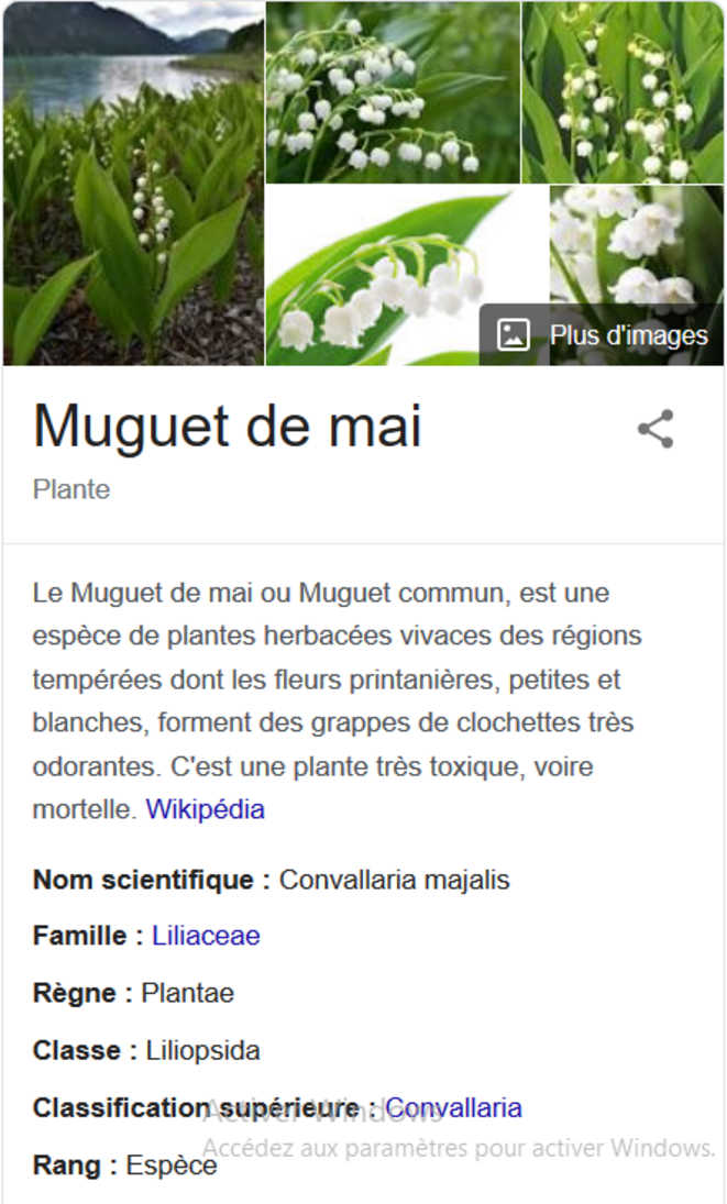 MÊME LE MUGUET EST TOXIQUE!...