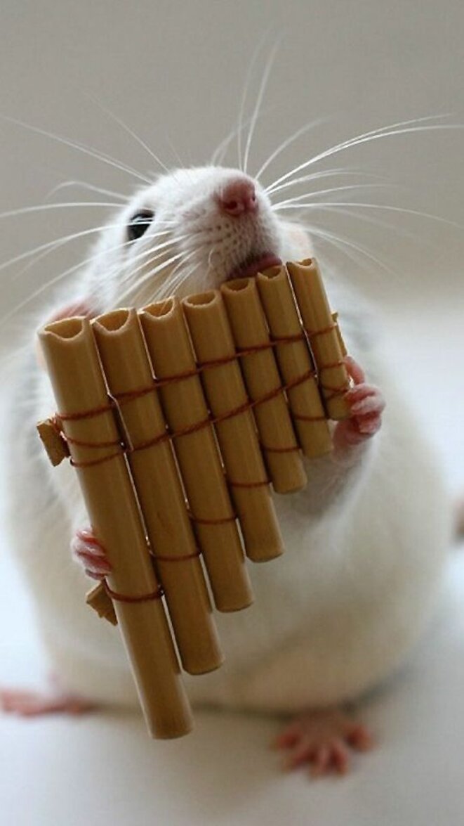 © https://i.pinimg.com/originals/2d/f9/ca/2df9ca1a5e92b26196fcce1a9ab5dab4.jpg © https://i.pinimg.com/originals/2d/f9/ca/2df9ca1a5e92b26196fcce1a9ab5dab4.jpg