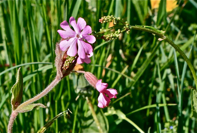 Lychnis fleur de Jupiter , enfin je crois ... © Patrice Morel (mai 2020) Lychnis fleur de Jupiter , enfin je crois ... © Patrice Morel (mai 2020)