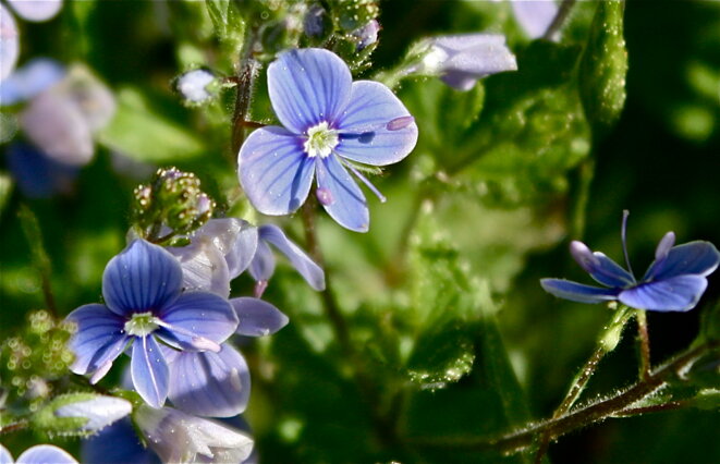 On est tous un peu fleur bleue © Patrice Morel (mai 2020) On est tous un peu fleur bleue © Patrice Morel (mai 2020)
