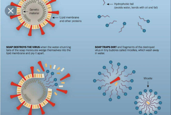 Schéma de l’altération du virus par le savon Schéma de l’altération du virus par le savon