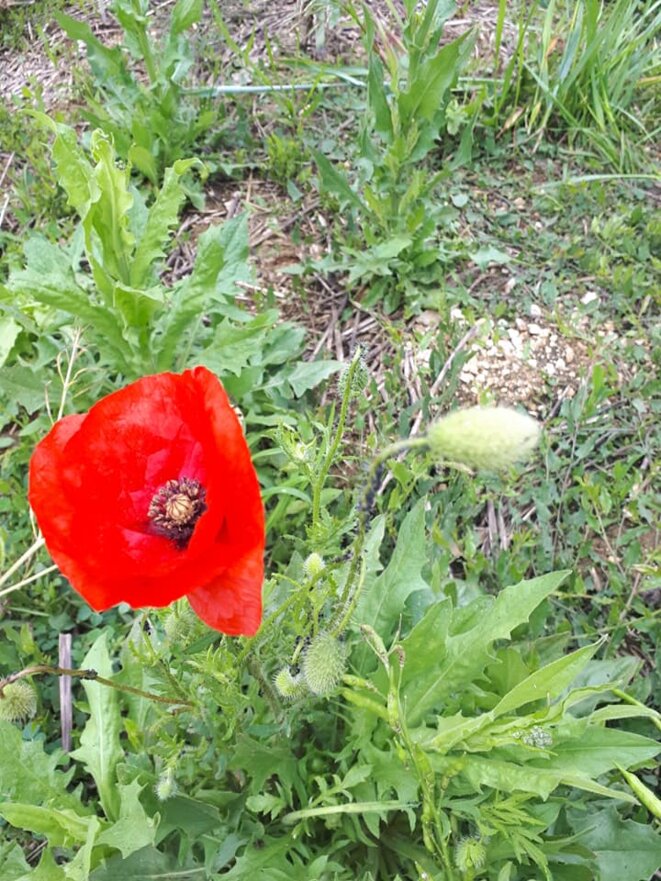 2-coquelicots