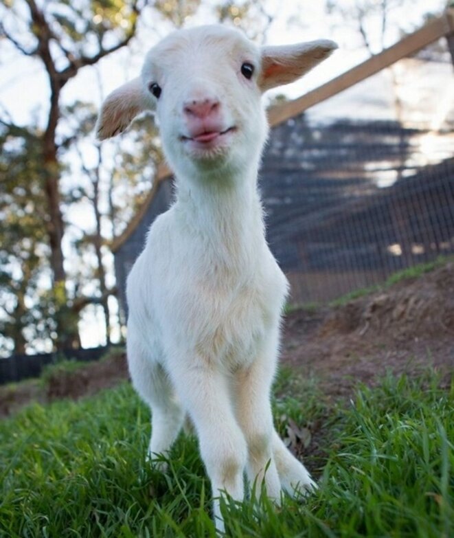 chevreau