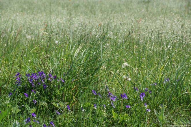 Au printemps de quoi rêvons-nous?