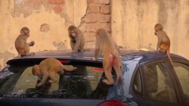 monkeys