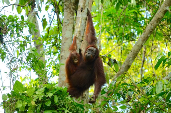 Orang-outan dans le Sabah, Bornéo. © Marc Ancrenaz Orang-outan dans le Sabah, Bornéo. © Marc Ancrenaz