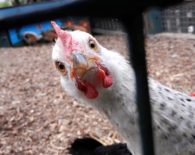 poule-3
