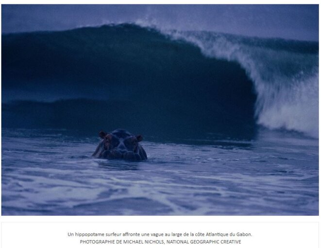 Un hippopotame surfeur affronte une vague au large de la côte Atlantique du Gabon – PHOTOGRAPHIE DE MICHAEL NICHOLS, NATIONAL GEOGRAPHIC CREATIVE Un hippopotame surfeur affronte une vague au large de la côte Atlantique du Gabon – PHOTOGRAPHIE DE MICHAEL NICHOLS, NATIONAL GEOGRAPHIC CREATIVE