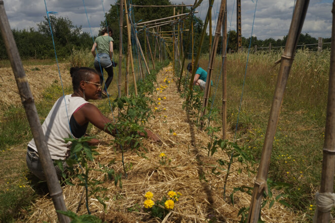 Entretien des plants de tomates. © AP Entretien des plants de tomates. © AP