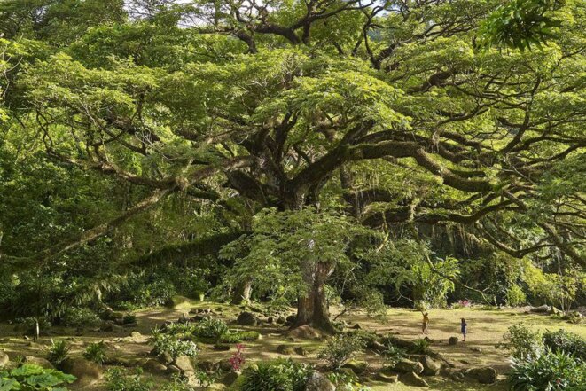 Egalit des d partements ultramarins et effets racisants Egalit des d partements ultramarins et effets racisants