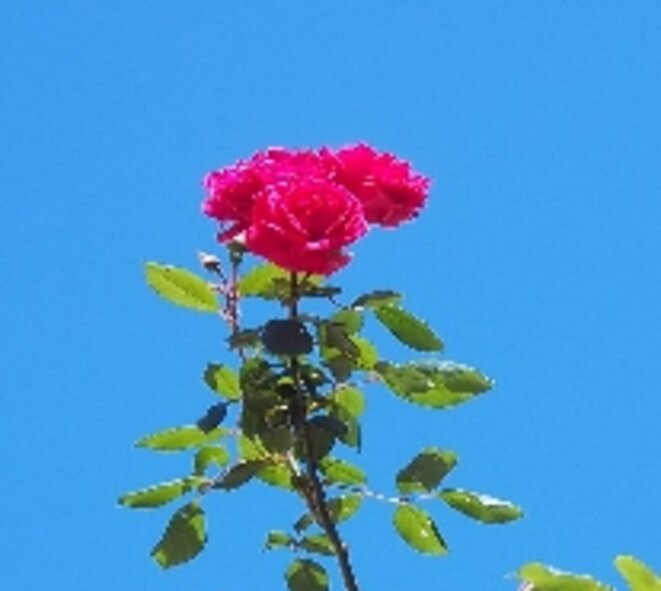Les médecins honnêtes doivent reprendre le contrôle de la Santé.