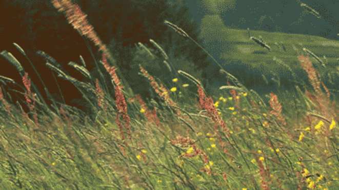 gif-vent-dans-les-herbes